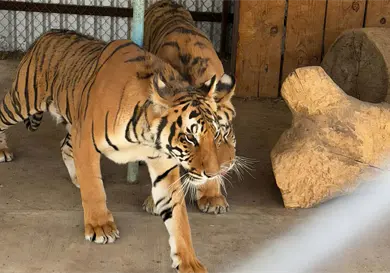 Aseguran dos tigres de Bengala en Chihuahua Aseguran dos tigres de Bengala en Chihuahua