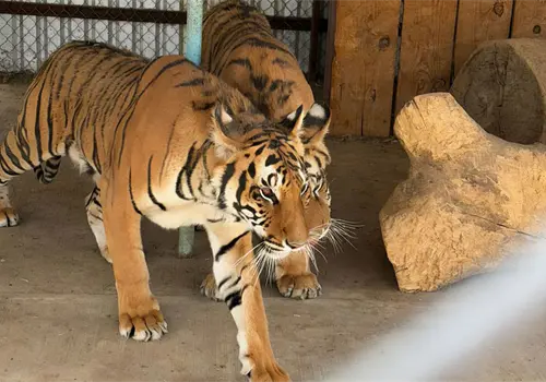 Aseguran dos tigres de Bengala en Chihuahua