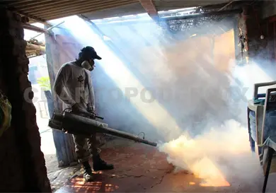 Soltarán "zancudos vacunados" para frenar el dengue Soltarán "zancudos vacunados" para frenar el dengue