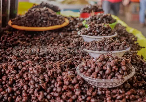 El nucú ya está presente en mercados públicos El nucú ya está presente en mercados públicos