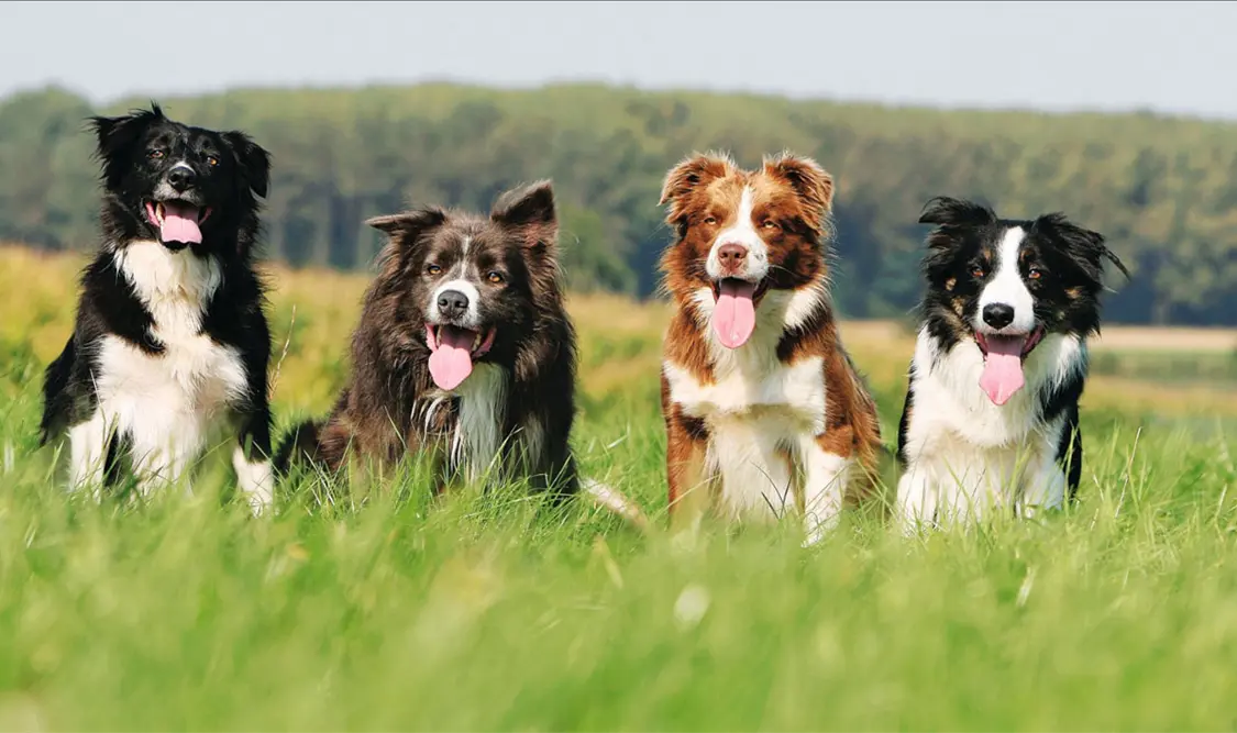 Conoce la raza de perro más inteligente