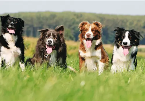 Conoce la raza de perro m&aacute;s inteligente