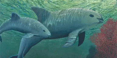 El gigante pacífico de los mares tropicales El gigante pacífico de los mares tropicales