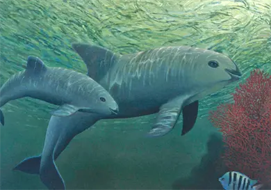 El gigante pacífico de los mares tropicales El gigante pacífico de los mares tropicales