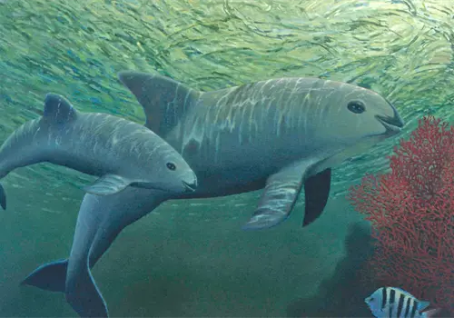 El gigante pacífico de los mares tropicales El gigante pacífico de los mares tropicales