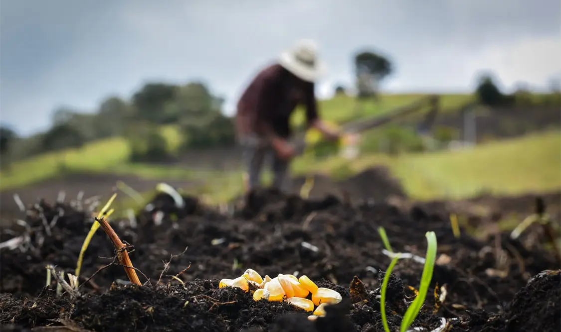 El campo chiapaneco frente a los retos climáticos
