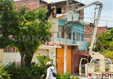 Vecinos rechazan derribo de &aacute;rbol