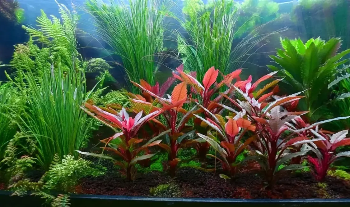 Resistentes y bonitas para decorar el acuario