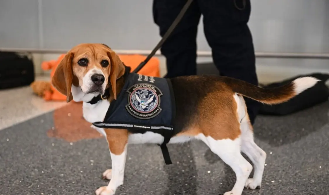 Identifica brigada Beagle mercancías prohibidas