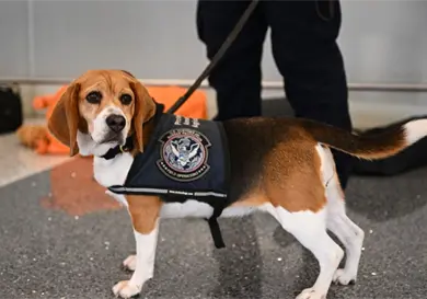 Identifica brigada Beagle mercanc&iacute;as prohibidas