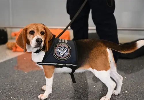 Identifica brigada Beagle mercancías prohibidas Identifica brigada Beagle mercancías prohibidas