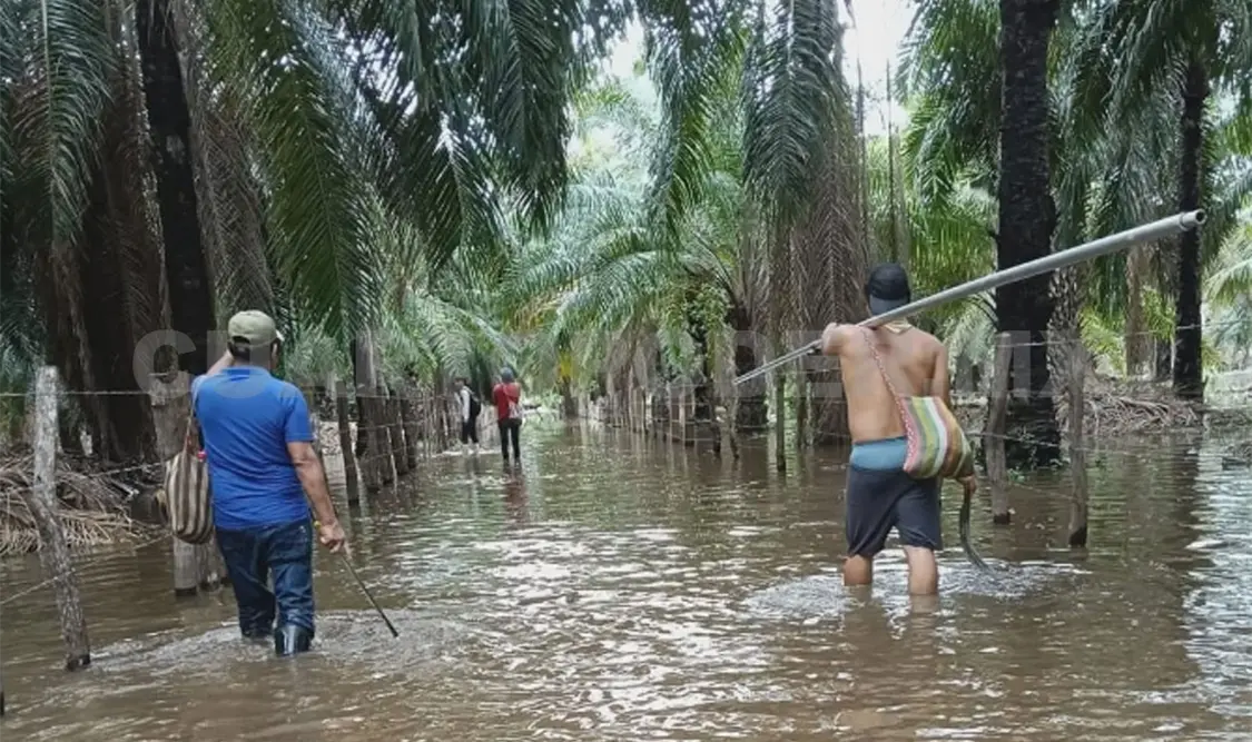 Los productores esperan que el nivel del agua baje para evaluar los daños totales y solicitar apoyo a las autoridades. Ramón García / CP