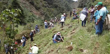 Realizarán XIX campaña anual de reforestación Realizarán XIX campaña anual de reforestación
