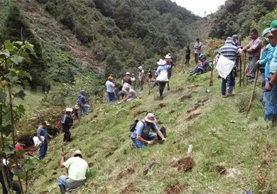 Realizarán XIX campaña anual de reforestación Realizarán XIX campaña anual de reforestación