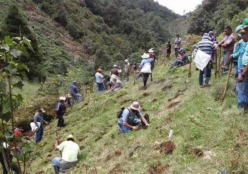 Realizarán XIX campaña anual de reforestación Realizarán XIX campaña anual de reforestación