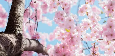 ¿Los cerezos pueden "respirar"? ¿Los cerezos pueden "respirar"?