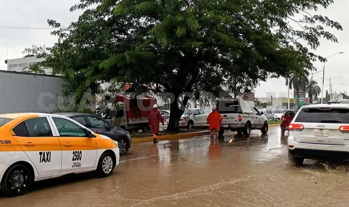 Otro de los efectos más visibles del temporal fue la caída de cinco árboles en distintos lugares. Cortesía