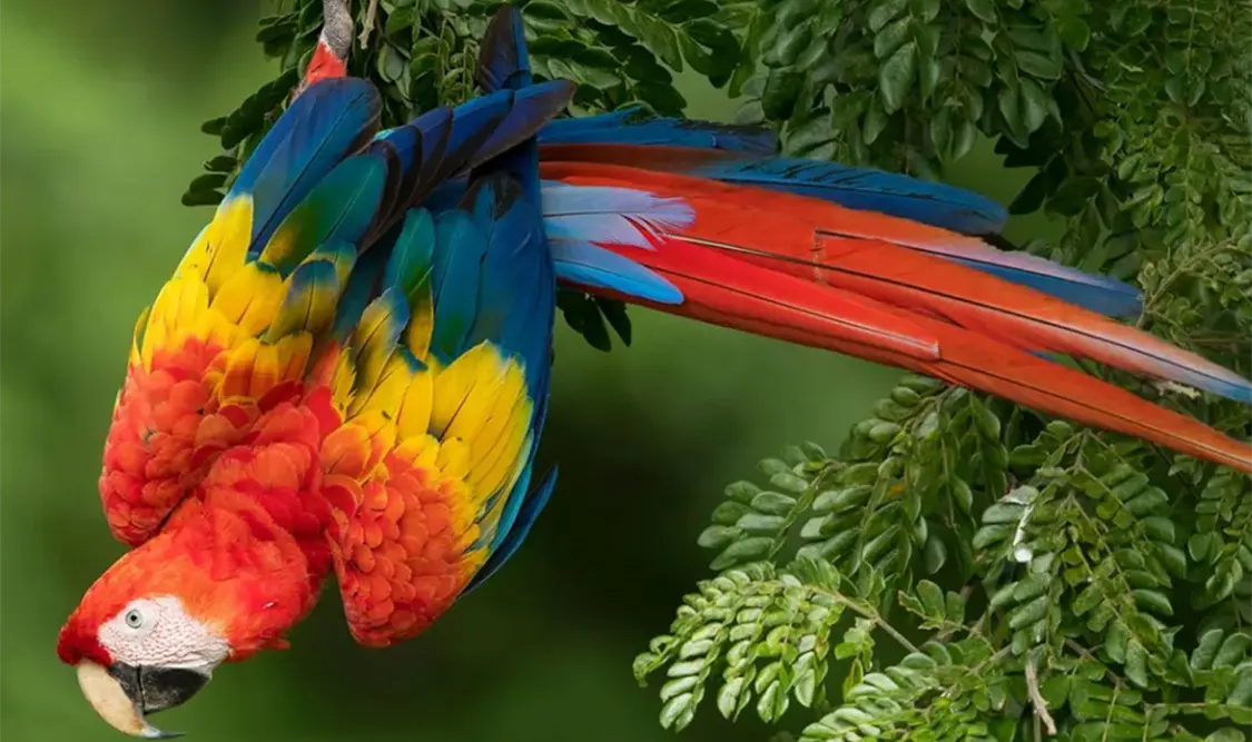 Guacamaya roja: la joya alada de la selva