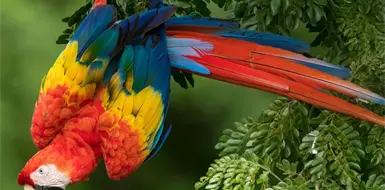 Guacamaya roja: la joya alada de la selva Guacamaya roja: la joya alada de la selva