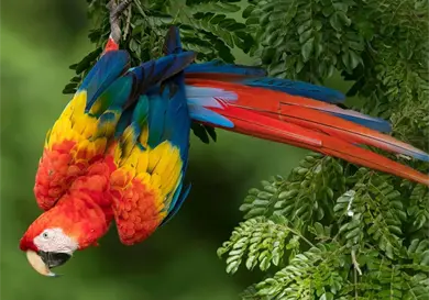 Guacamaya roja: la joya alada de la selva Guacamaya roja: la joya alada de la selva
