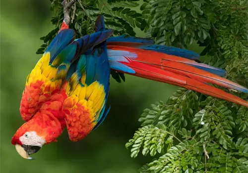 Guacamaya roja: la joya alada de la selva Guacamaya roja: la joya alada de la selva