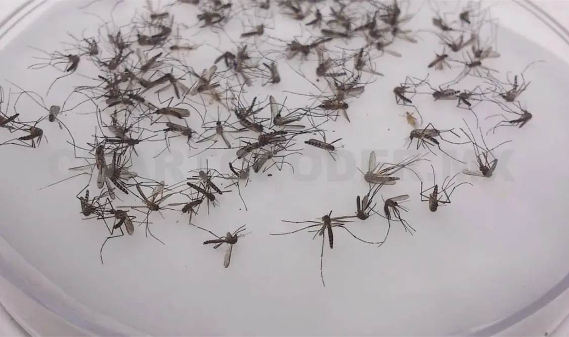 Chiapas cerró el 2025 con 778 casos de dengue. Diego Pérez / CP