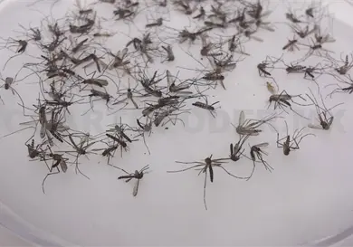 Reportan cero muertes por dengue Reportan cero muertes por dengue