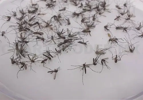 Reportan cero muertes por dengue Reportan cero muertes por dengue