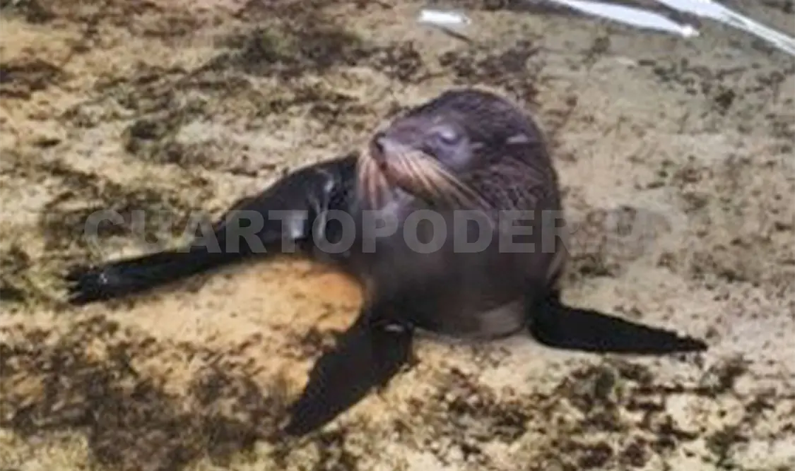 El ejemplar habría sido arrastrado hacia la costa debido al fuerte oleaje registrado recientemente en la zona. CP