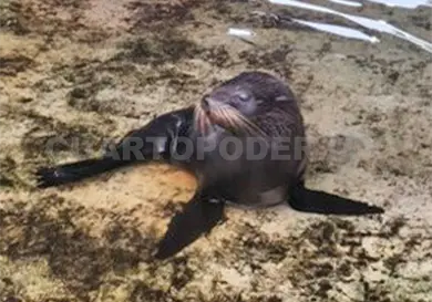 Brindan atención a lobo marino varado en Mazatán Brindan atención a lobo marino varado en Mazatán