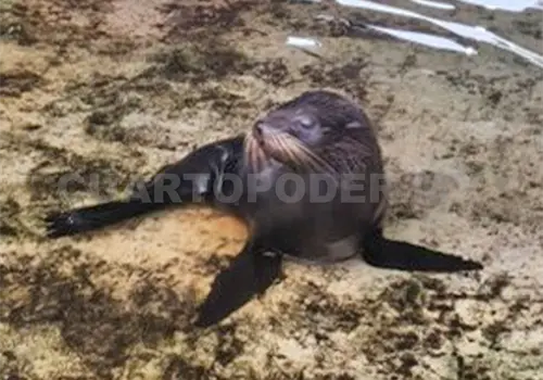 Brindan atención a lobo marino varado en Mazatán Brindan atención a lobo marino varado en Mazatán