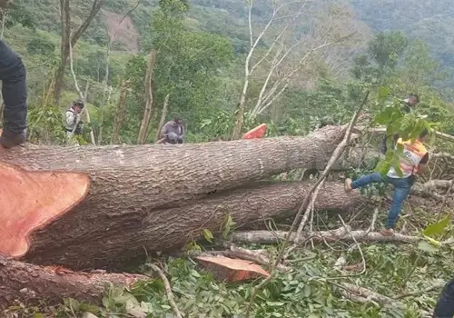 Fallece al caerle un &aacute;rbol cuando trabajaba