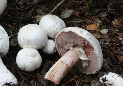 Activan alerta por consumo de hongos