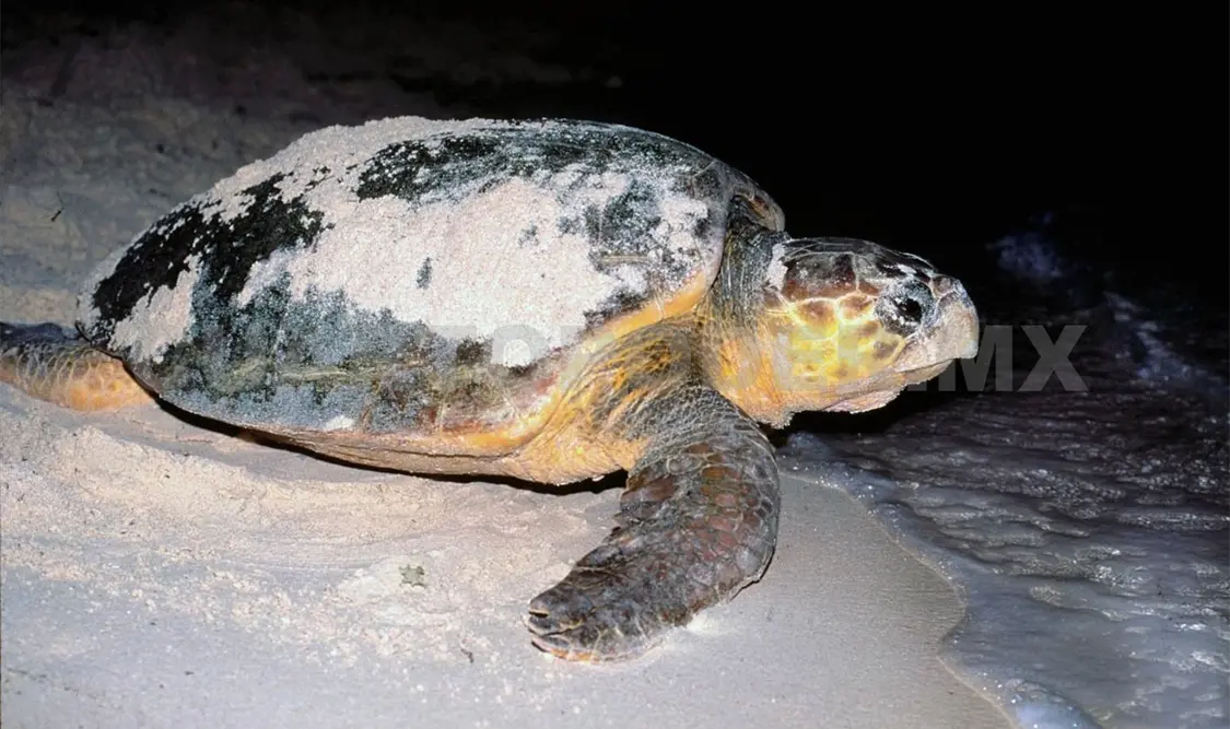 Se busca crear conciencia del cuidado de las tortugas marinas. CP