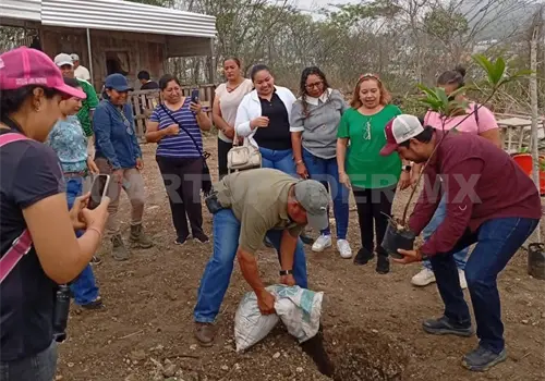Urge reforestaci&oacute;n en &aacute;reas de la zona Metropolitana