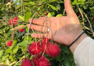 Plaga amenaza 10 mil hectáreas de rambután Plaga amenaza 10 mil hectáreas de rambután