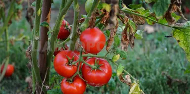 Producir alimentos será cada vez más difícil Producir alimentos será cada vez más difícil