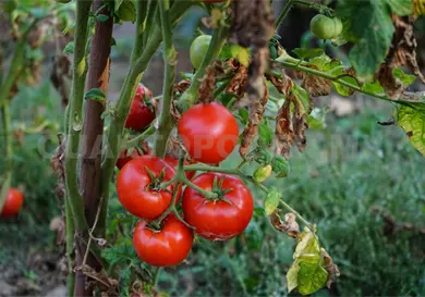 Producir alimentos ser&aacute; cada vez m&aacute;s dif&iacute;cil