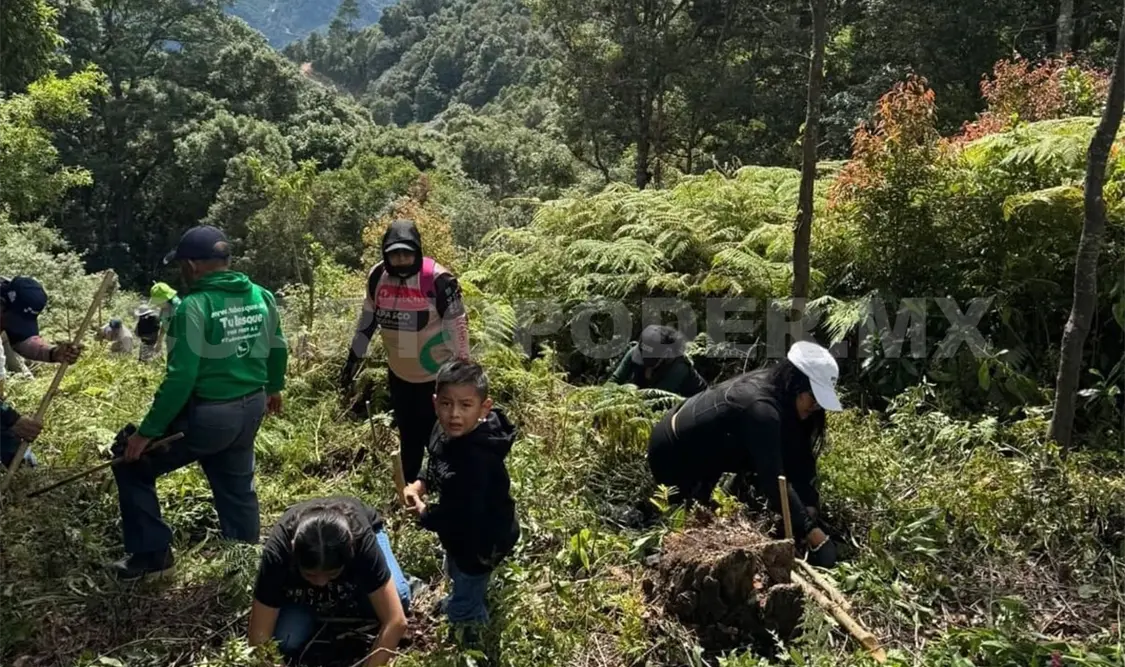 Cada árbol plantado es una promesa de vida, agua y futuro para los bosques. Manuel Martínez / CP