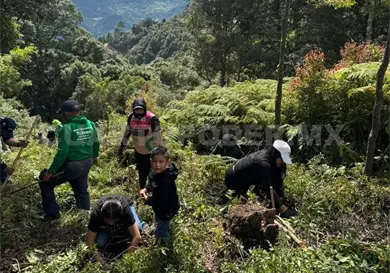 Celebrar&aacute;n D&iacute;a del Padre sembrando &aacute;rboles