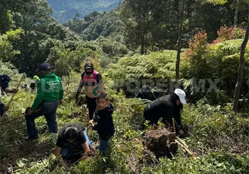 Celebrarán Día del Padre sembrando árboles Celebrarán Día del Padre sembrando árboles