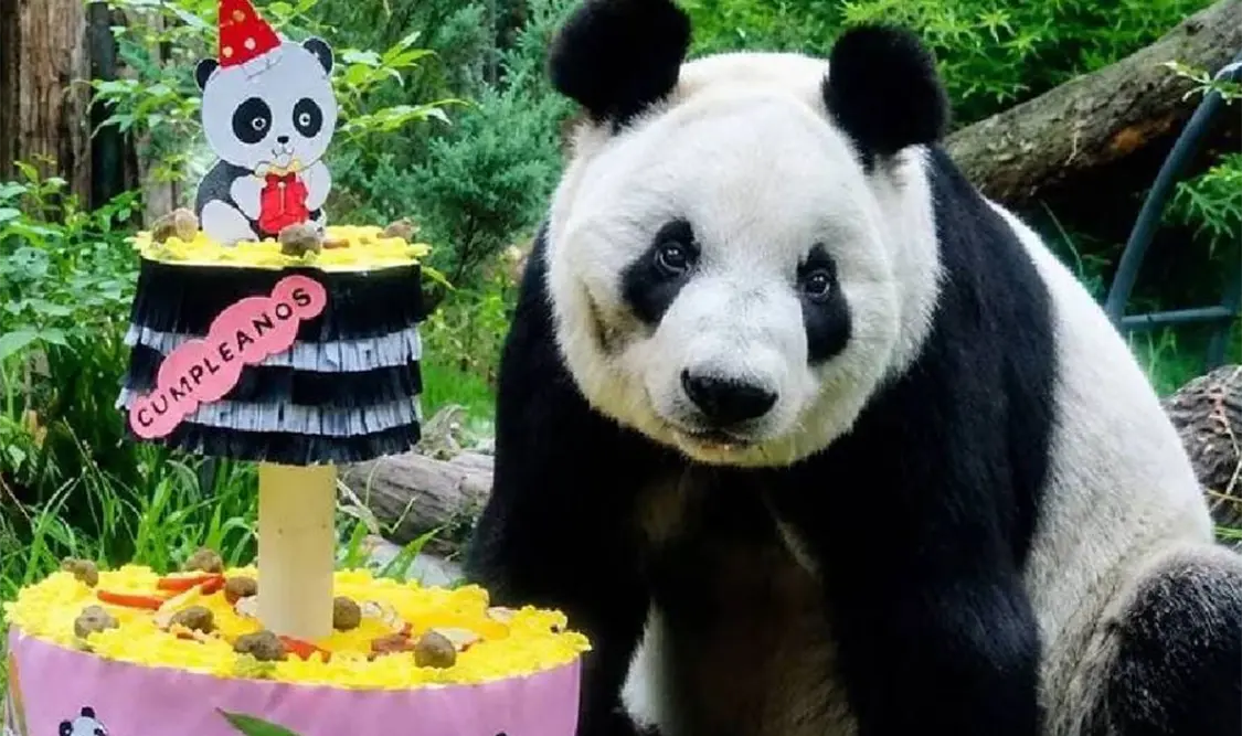 Xin Xin, la última panda gigante de Latinoamérica cumple 36 años. Cortesía