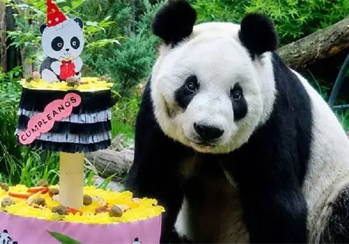 Xin Xin, panda nacido en M&eacute;xico cumplir&aacute; 36 a&ntilde;os