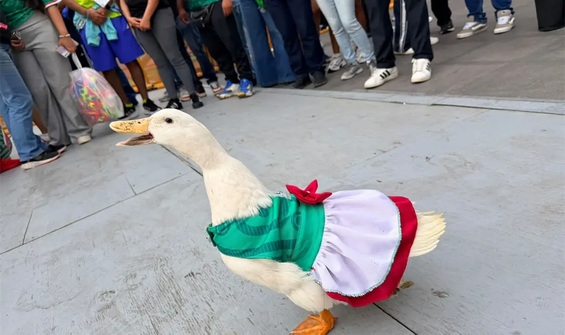 Calderón pide regalías para el pato Merlin. El Universal