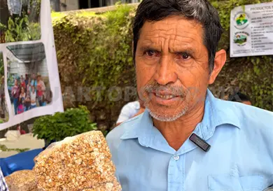 Buscan rescatar el cultivo de puxinú Buscan rescatar el cultivo de puxinú