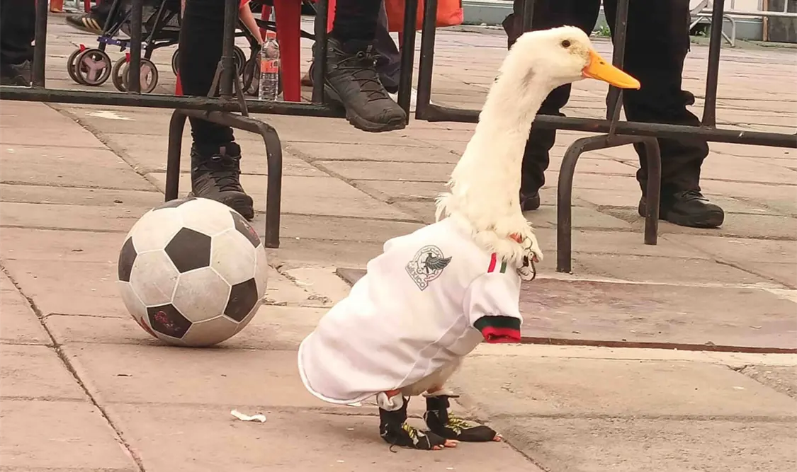 Pato Merlín será registrado ante el IMPI por su dueña