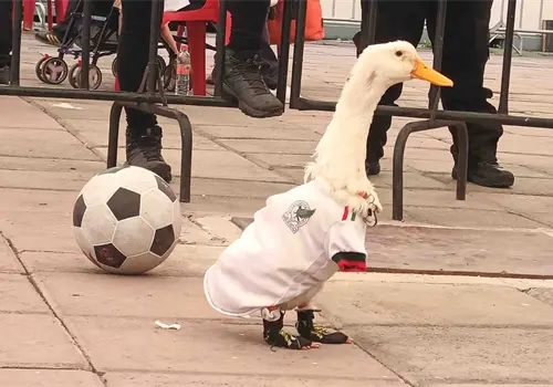 Pato Merl&iacute;n ser&aacute; registrado ante el IMPI por su due&ntilde;a