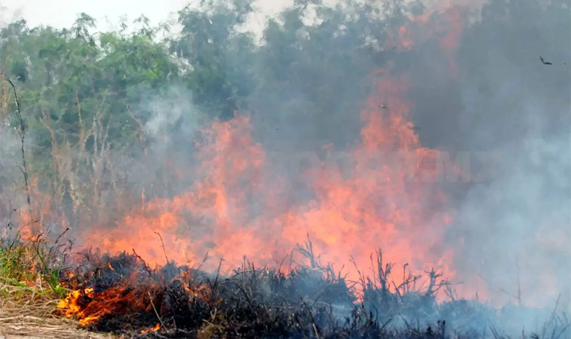 Según el reporte, Chiapas acumuló 259 incendios forestales. Diego Pérez / CP