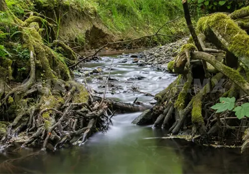 Zona Altos resguarda bosques de pino y encino Zona Altos resguarda bosques de pino y encino