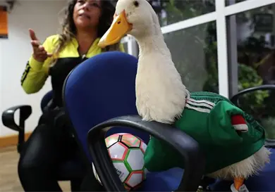 Registro de Pato Merl&iacute;n le pertenece a su due&ntilde;a